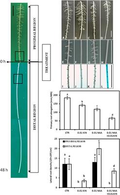 Auxin-Cytokinin Balance Shapes Maize Root Architecture by Controlling Primary Root Elongation and Lateral Root Development